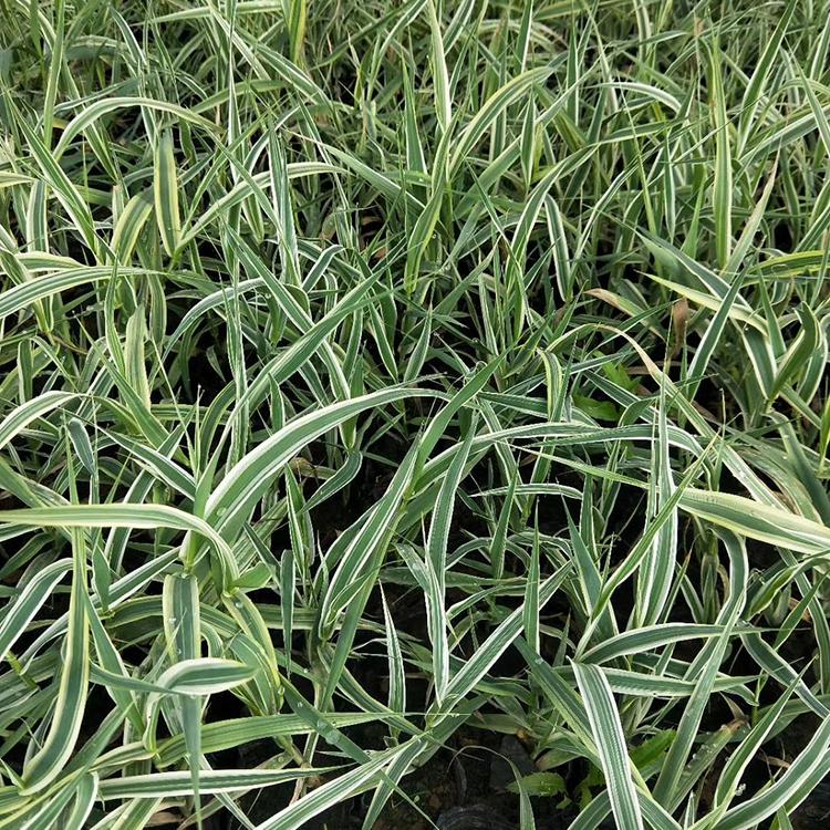 批发基地 芦竹杯苗 芦竹种植基地