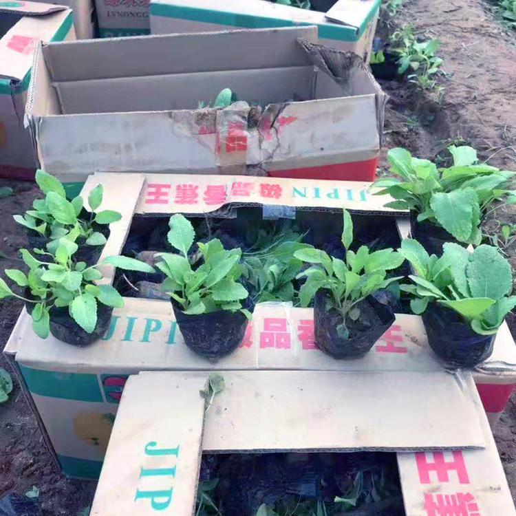 地被鼠尾草价格地被鼠尾草批发大量
