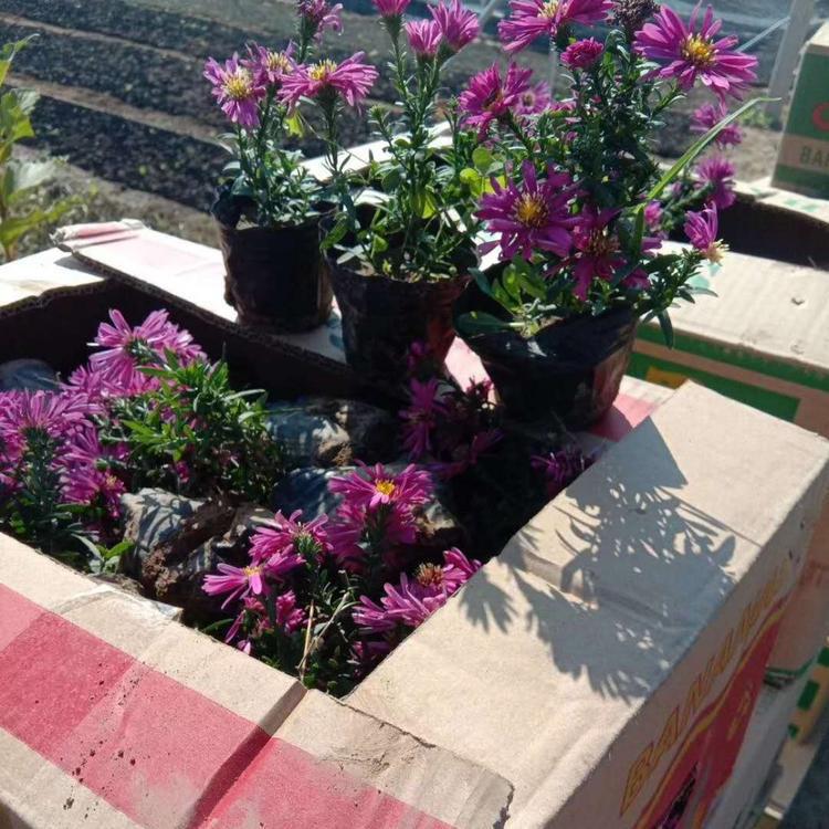 荷兰菊价格荷兰菊批发报价基地