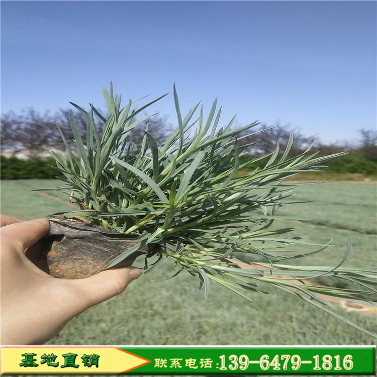 四季开花双色盆彩虹石竹 小皮盆彩虹石竹大量批发价格