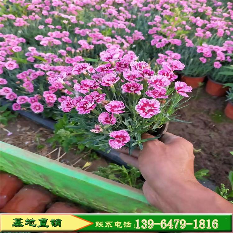 青州欧石竹种植基地 宿根花卉批发彩虹石竹 生长速度快的石竹