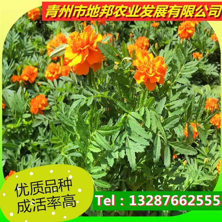 花农重点推荐   青州草花种植基地 地邦出售孔雀草