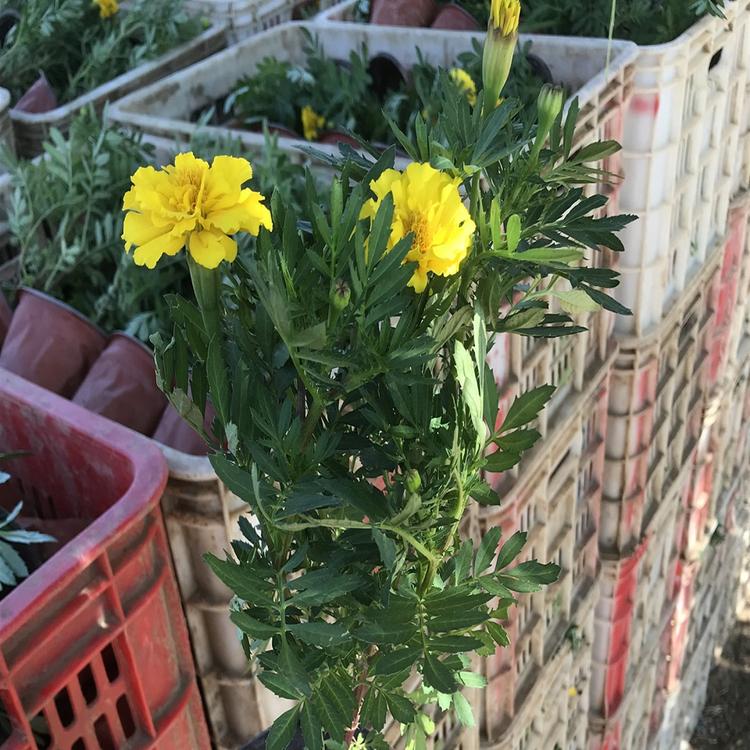 大量批发  孔雀草 地邦 孔雀草小苗批发