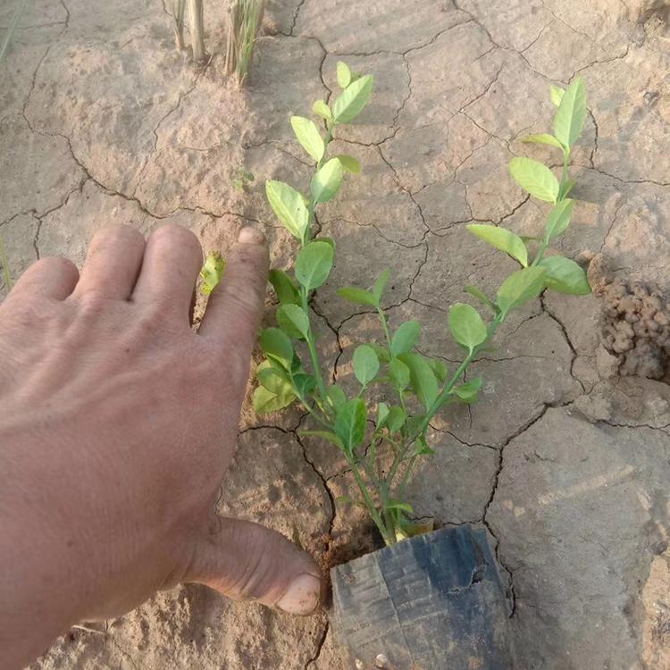 扶芳藤 常绿木质藤本植物 山东扶芳藤批发