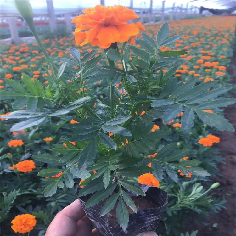 孔雀草 盆苗 孔雀草量大优惠