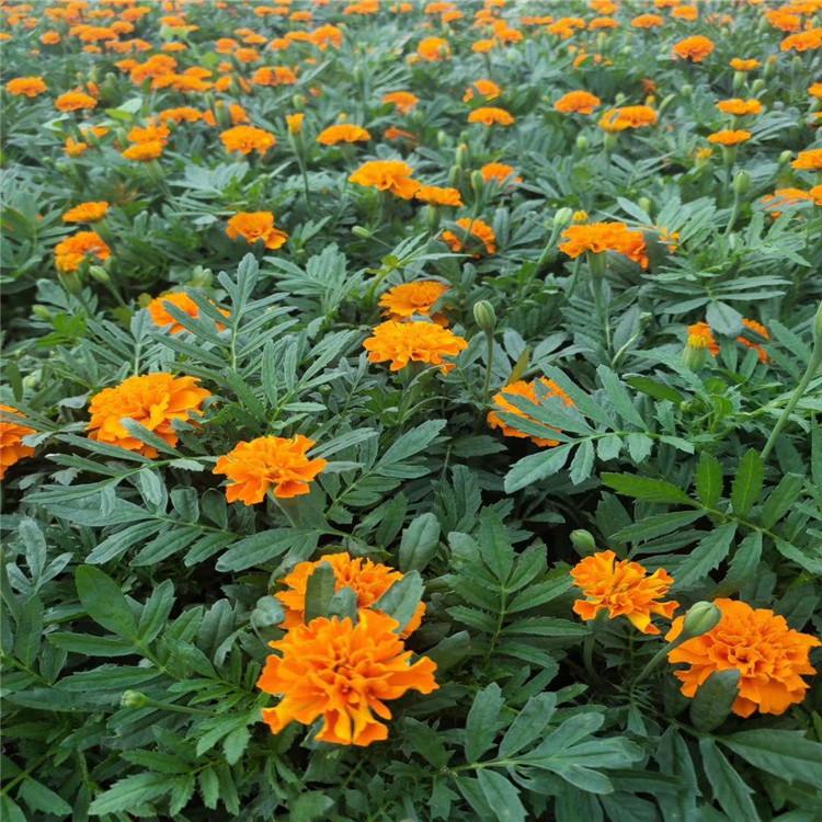 孔雀草 产地 孔雀草量大优惠