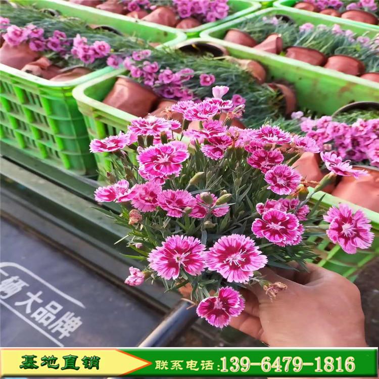 成坪效果好的花卉彩虹石竹 生长迅速的彩虹石竹小苗