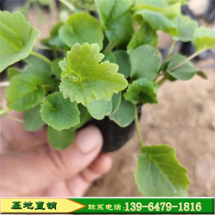 山东青州基地大量二月兰 耐寒耐阴宿根地被 诸葛菜二月兰