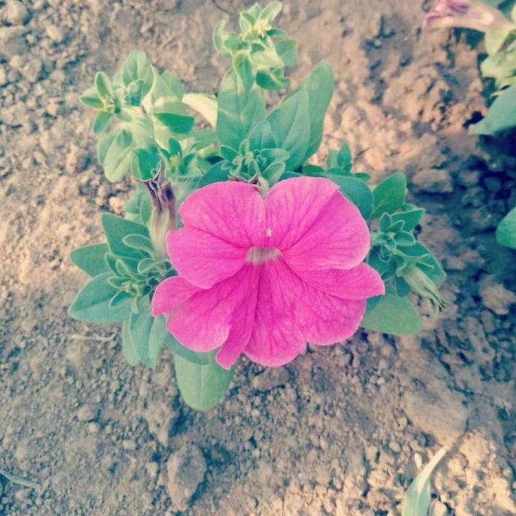 租摆用草花-矮牵牛-矮牵牛价格-基地直供牵牛花