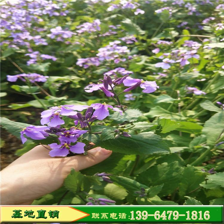 青州花卉二月兰批发 适合树底下栽的花卉二月兰诸葛菜
