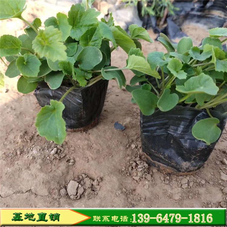 二月兰早春开花 耐寒耐旱适应性强易成活 紫色花卉二月兰种植基地