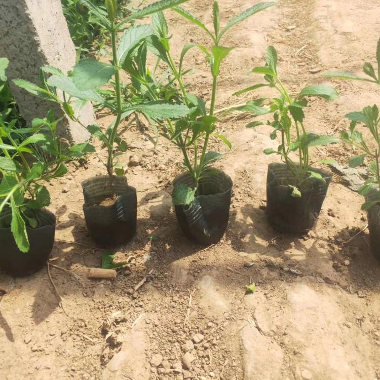 马鞭草杯苗 马鞭草大量批发 种植基地销马鞭草