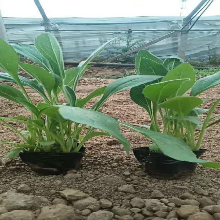 青州黑心菊价格黑心菊报价批发基地