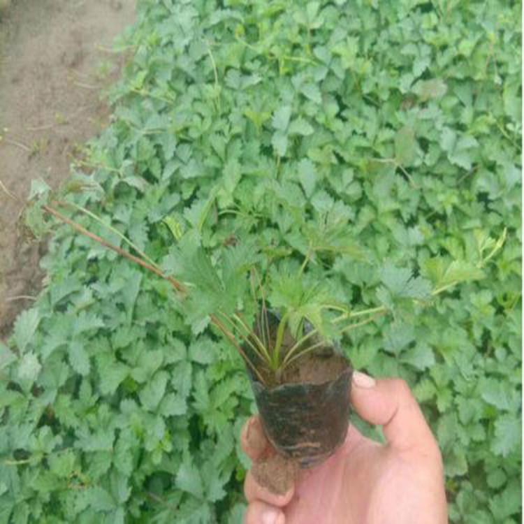 委陵菜价格 委陵菜批发基地