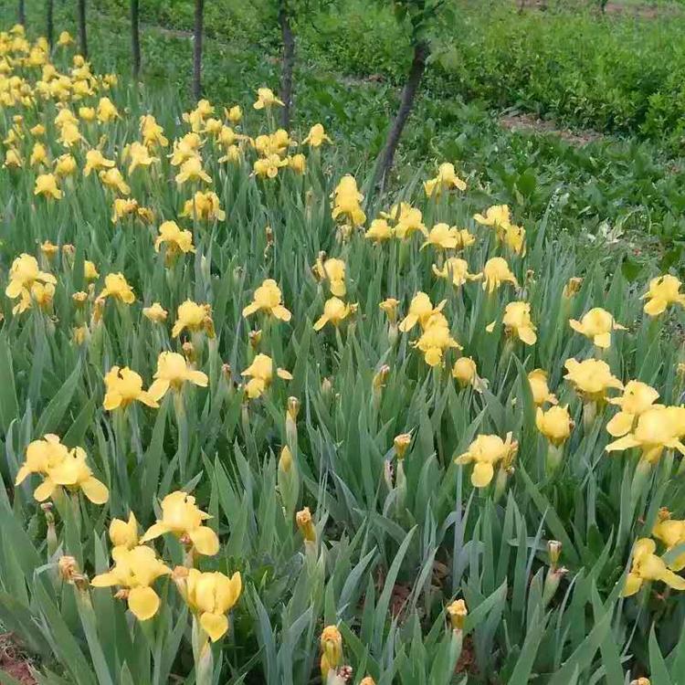 黄花燕尾价格黄菖蒲价格