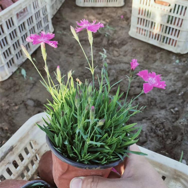欧石竹基地 山东欧石竹 开花机器欧石竹 欧石竹