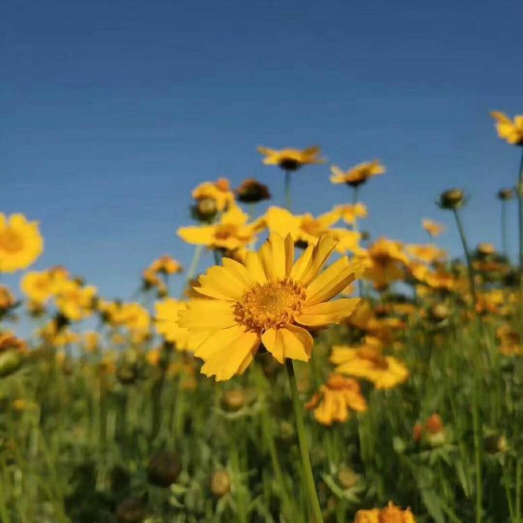 青州金鸡菊基地_大量供应金鸡菊_金鸡菊批发价格