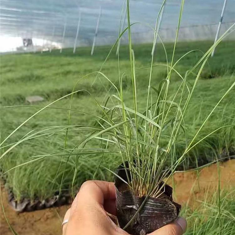 江苏粉黛乱子草 基地批发毛芒乱子草