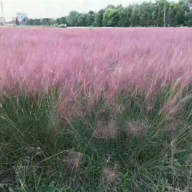 现货供应粉黛乱子草 批发粉黛乱子草杯苗