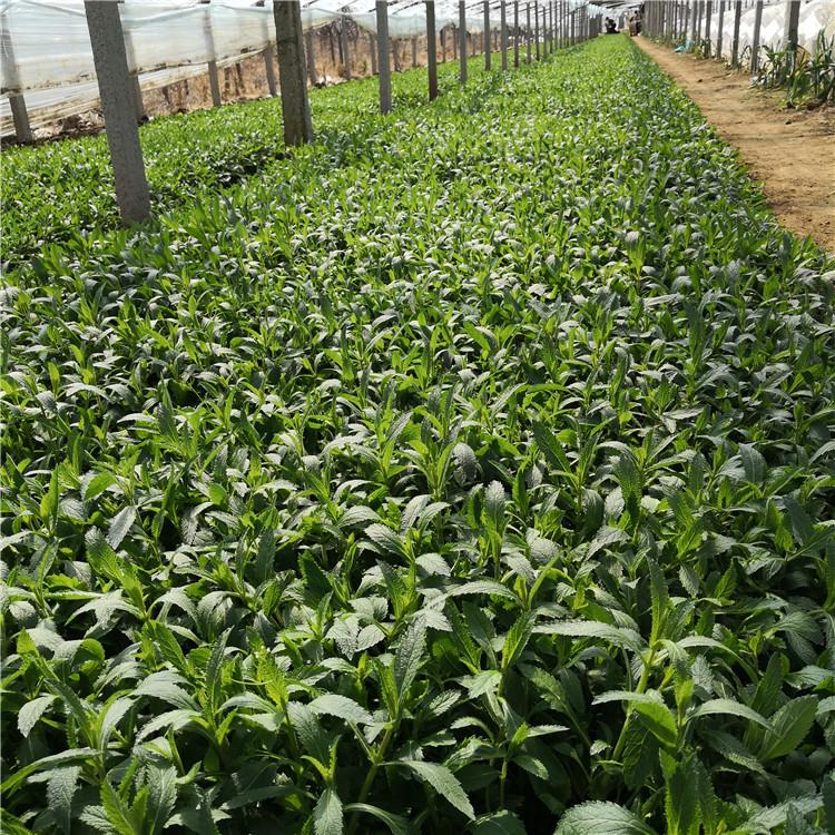 马鞭草小苗 海南马鞭草培育 承玉花卉供应