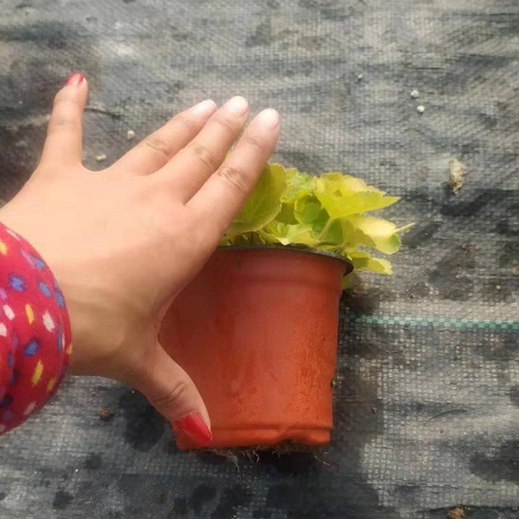 双色盆矾根种植基地 价格从优 青州花卉基地