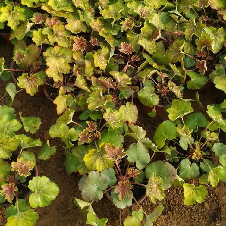 双色盆矾根供应商 基地种植 山东宿根草花