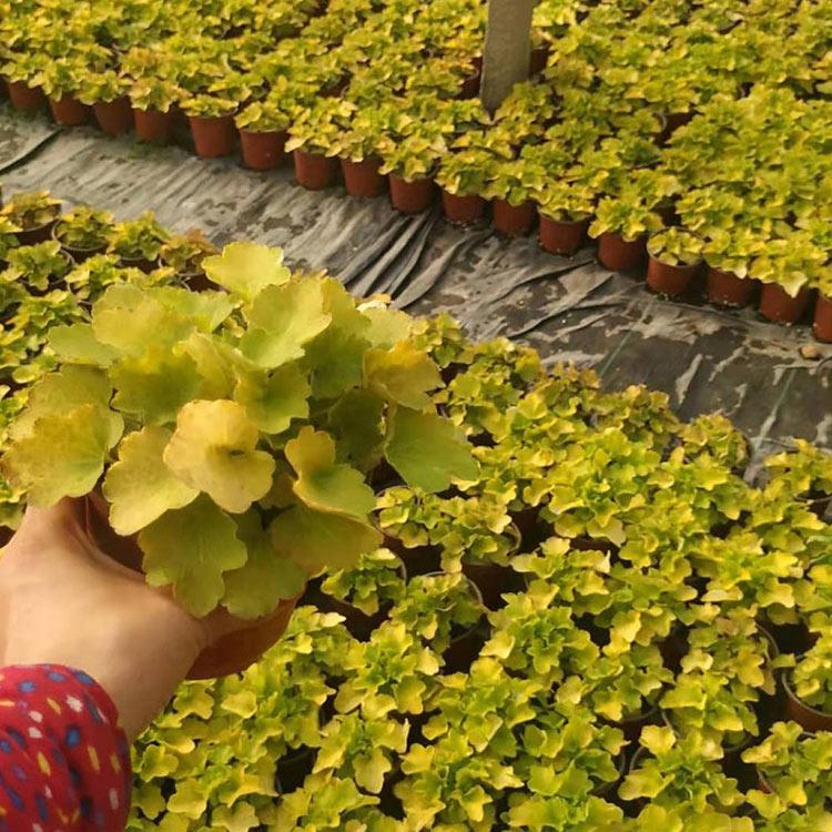矾根批发 自产自销 山东宿根草花