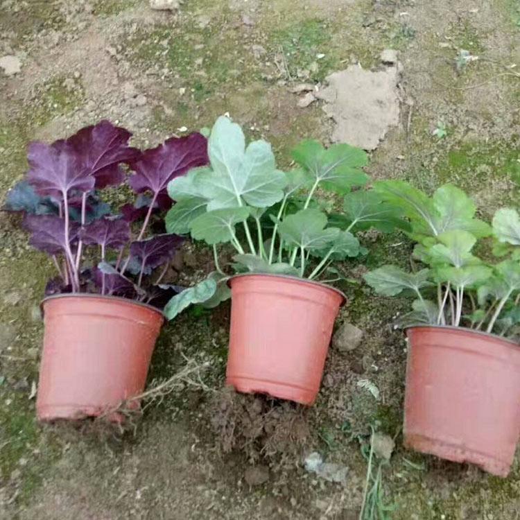 双色盆矾根 青州花卉基地 双色盆矾根供应商