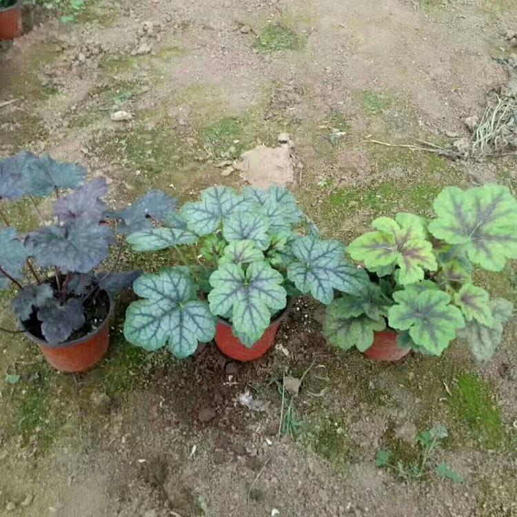 矾根种植基地 采购基地 青州花卉基地