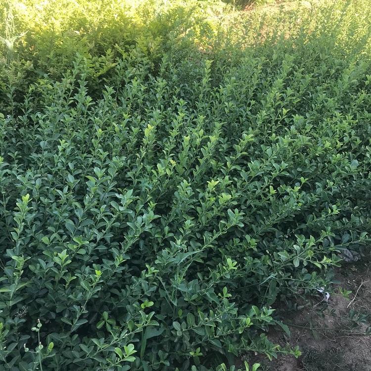 大叶小叶扶芳藤批发 绿化工程苗木 卫矛基地供应