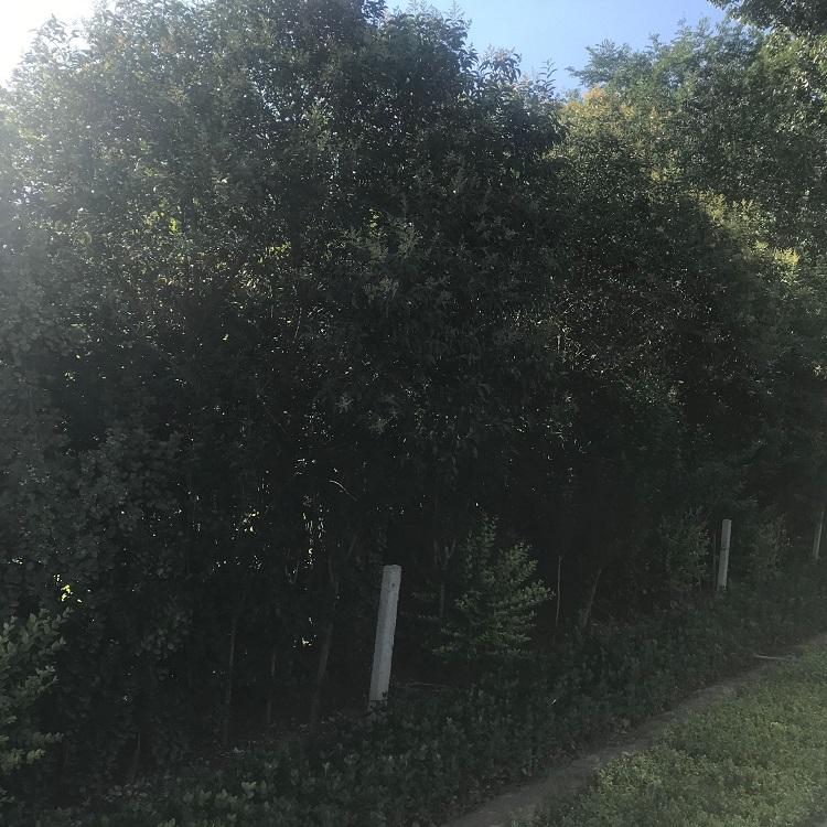 大叶女贞批发价格 公路绿化苗木 小区绿化用苗 基地直销