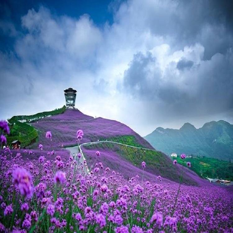马鞭草价格 花海工程设计 旅游观光 种植基地 种子销售 宿根花卉