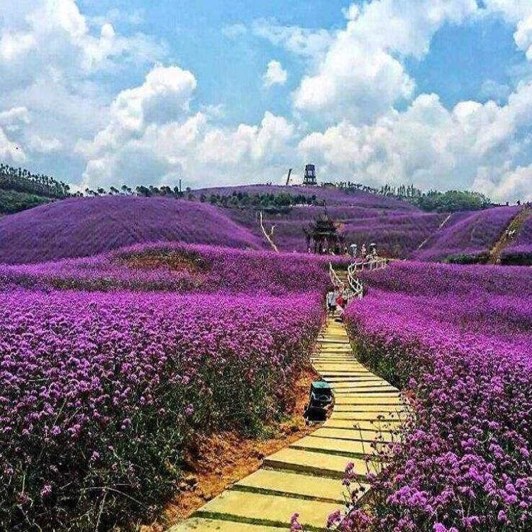马鞭草小苗批发价格  花海景观工程设计 青州花卉苗木基地
