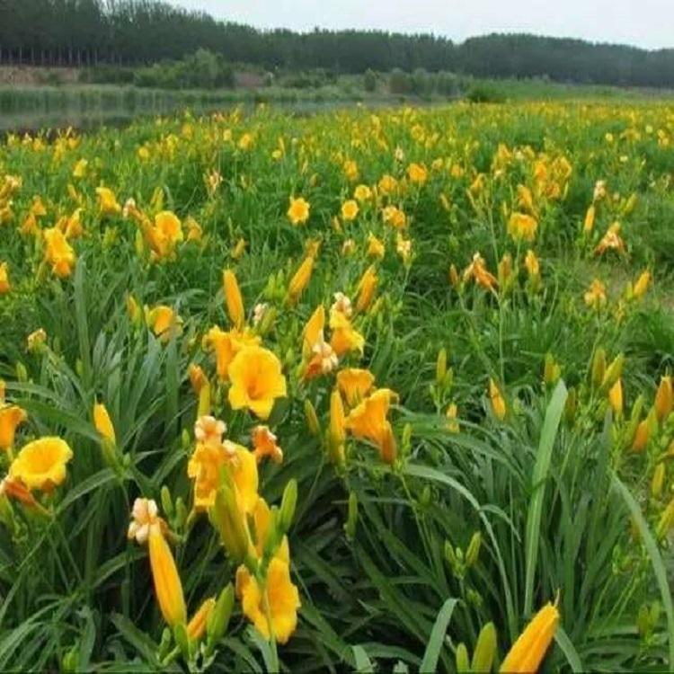 金娃娃萱草花海批发  草花基地价格 绿化用苗 市政工程