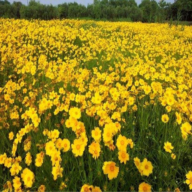 金鸡菊花海小苗批发报价 园区道路绿化工程 启诺花卉基地直供