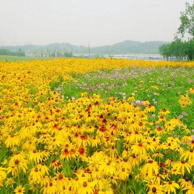 毛叶金光菊价格 黑心菊批发 花海绿化 宿根草花种植基地