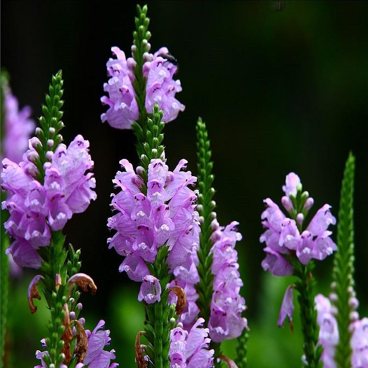 假龙头批发价格  花海景观工程用苗  青州多年生宿根草花基地