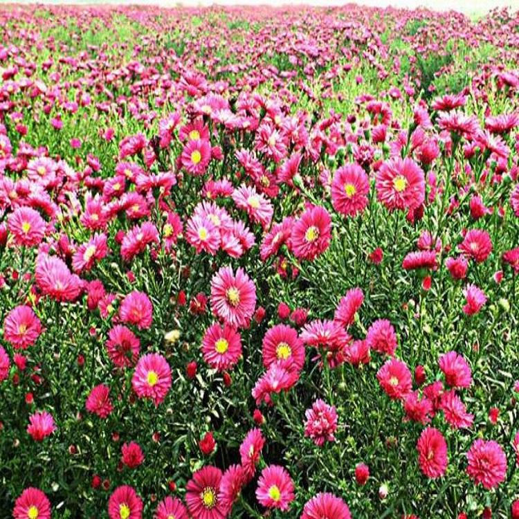 荷兰菊批发 青州花卉基地直销 宿根花卉 花海 绿化