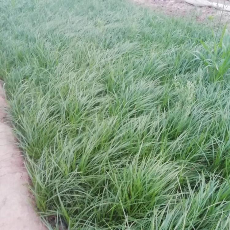 须芒草 须芒草种植基地 须芒草价格 山东须芒草供应商