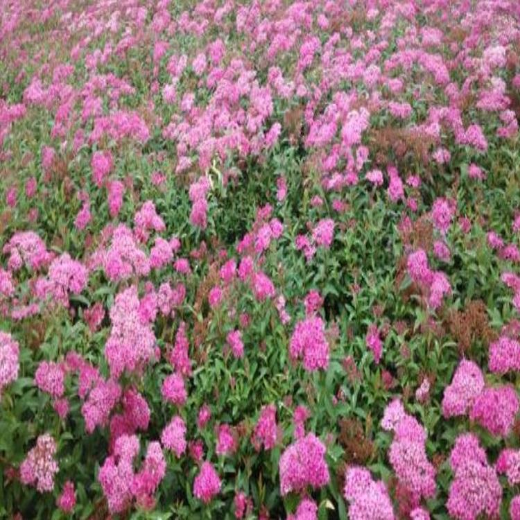 绣线菊价格 绿化绣线菊苗 青州绣线菊花卉基地 宿根