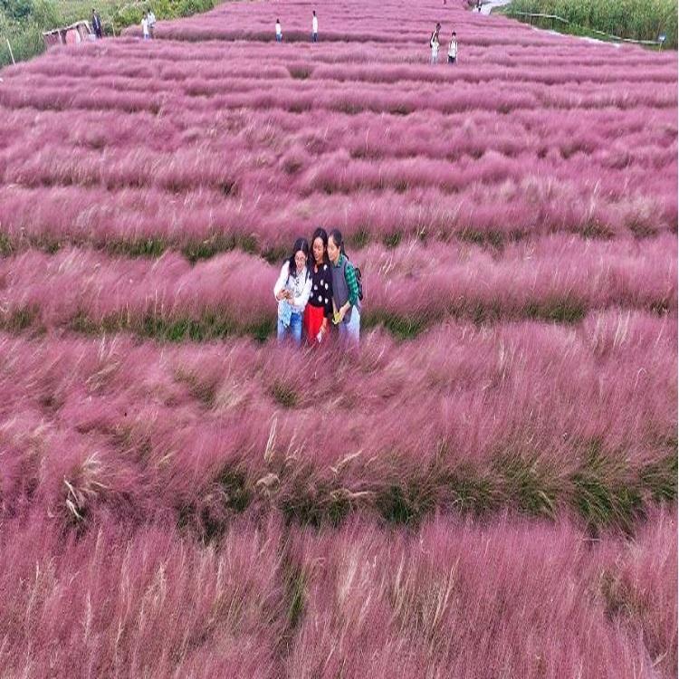 粉黛乱子草批发价格  网红花海 宿根花卉 青州草花基地