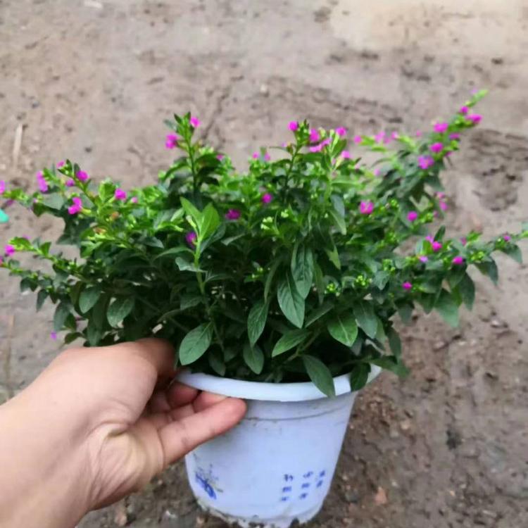 青州满天星批发  满天星价格  量大从优