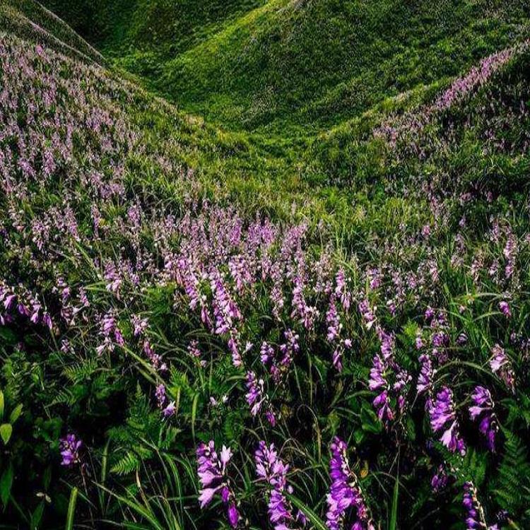 紫玉簪花海批发价格 小苗种植基地 启诺花卉 园林绿化工程用苗