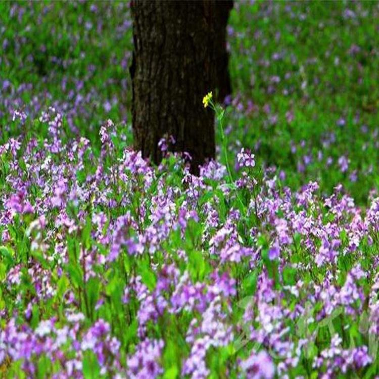 二月兰基地批发价格 花海花卉 园林绿化工程 多年生宿根