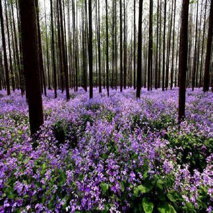 二月兰批发 花海供应商 花卉基地  绿化工程 青州苗圃