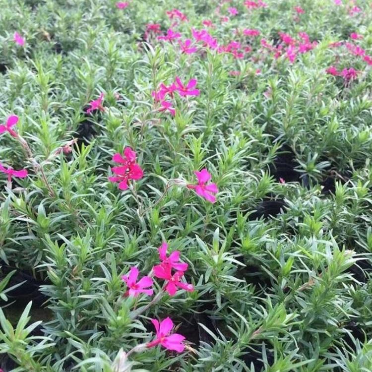 丛生福禄考花海 芝樱花海 花海供应商 绿化供应商 地被花卉 园林景观