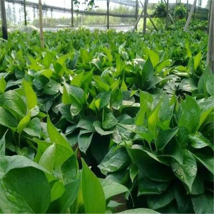 西安花卉租赁哪家好西安花卉租赁公司西安花卉租赁价格西安花卉租摆