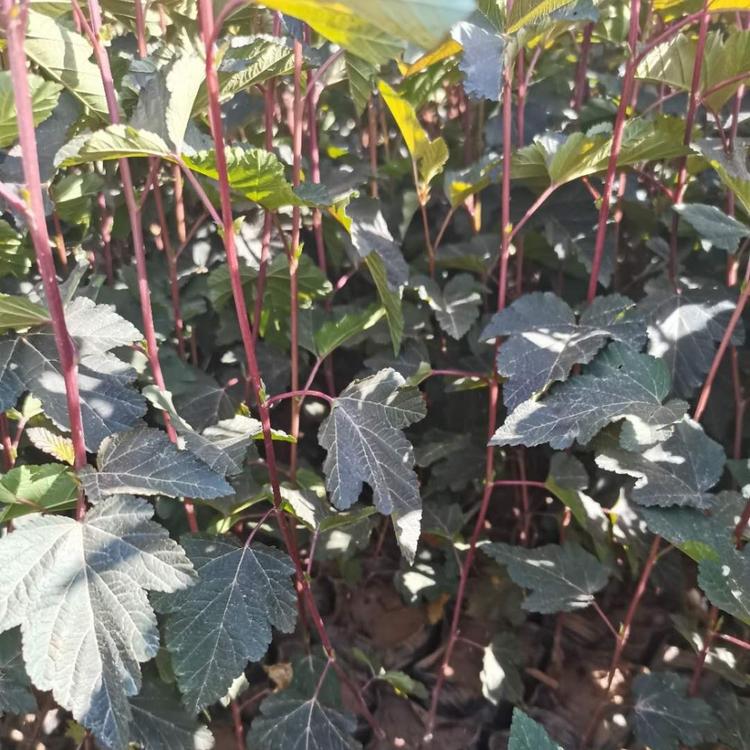 盆栽紫叶风箱果 金叶风箱果价格 基地供应紫叶风箱果 金叶风箱果精选厂家 欢迎选购