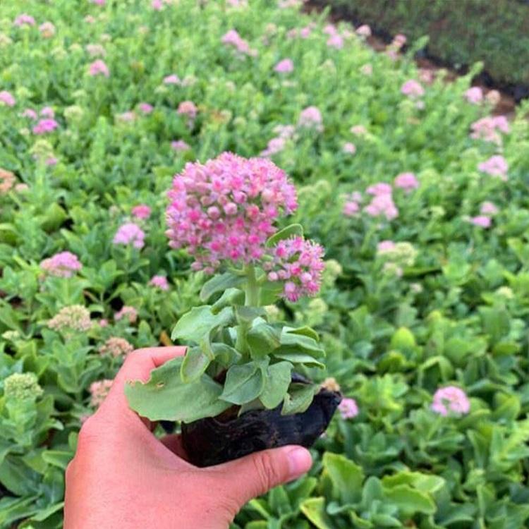 八宝景天批发 绿化用苗 花海用苗 青州花卉基地