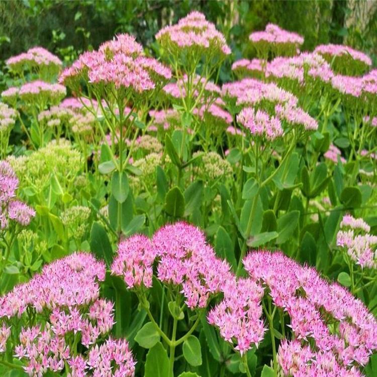 八宝景天小苗批发价格 花海用苗 宿根花卉 地被